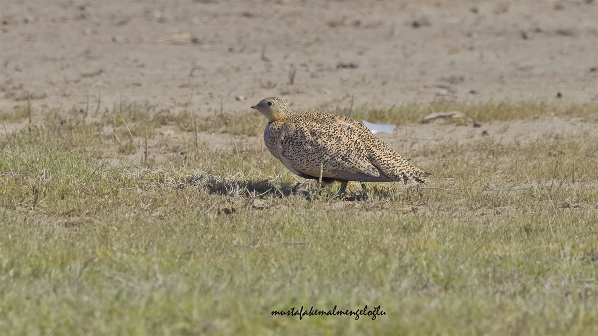 Black-bellied Sandgrouse