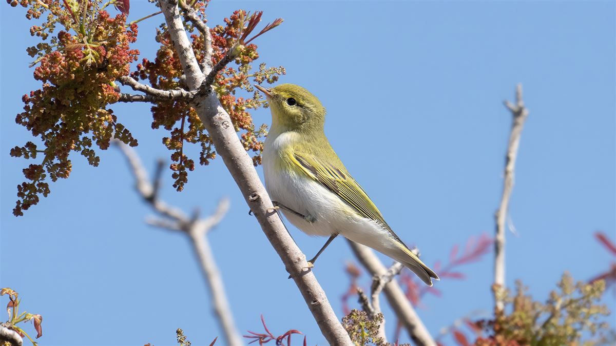 Wood Warbler