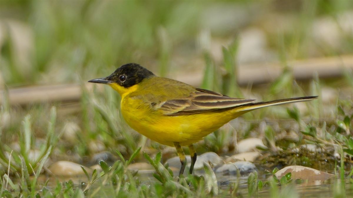Western Yellow Wagtail