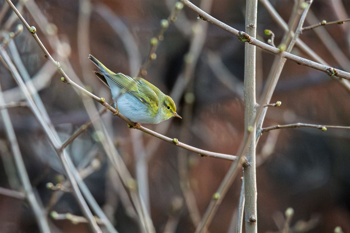 Wood Warbler