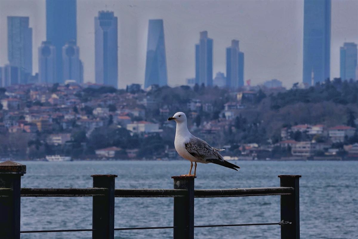 Yellow-legged Gull
