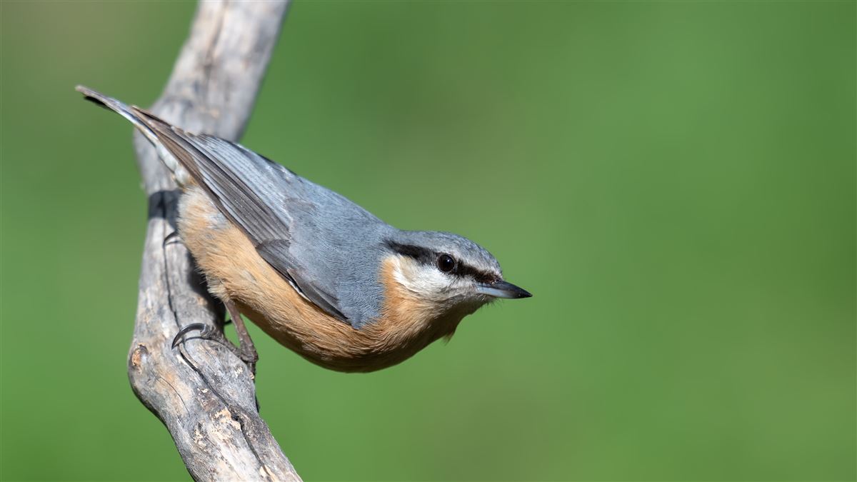 Eurasian Nuthatch