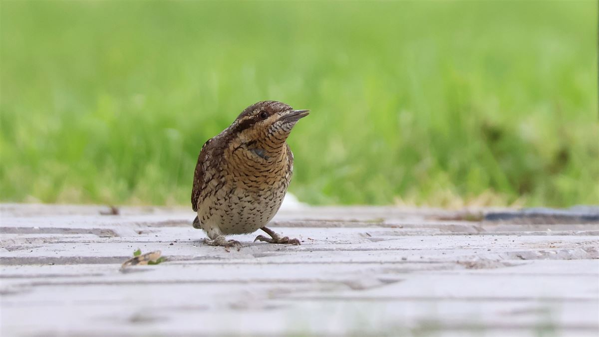 Eurasian Wryneck
