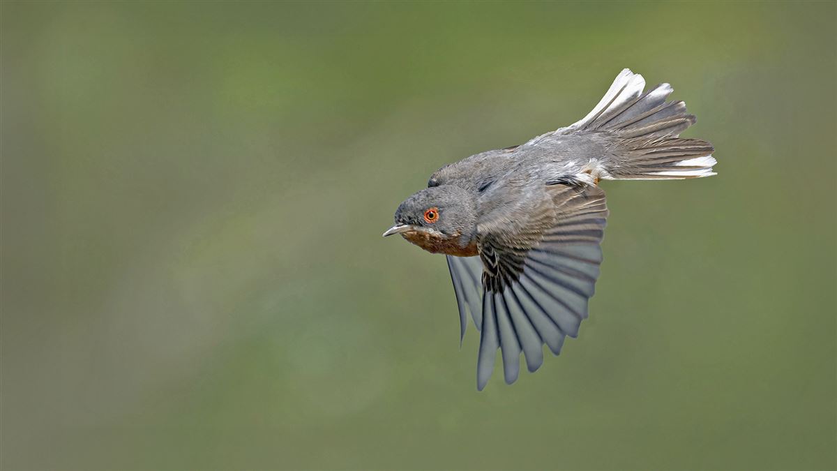 Subalpine Warbler