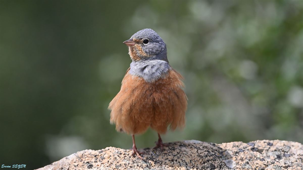 Cretzschmar`s Bunting