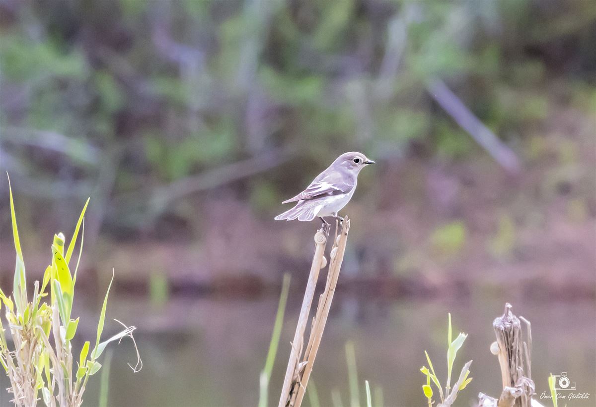 Semicollared Flycatcher