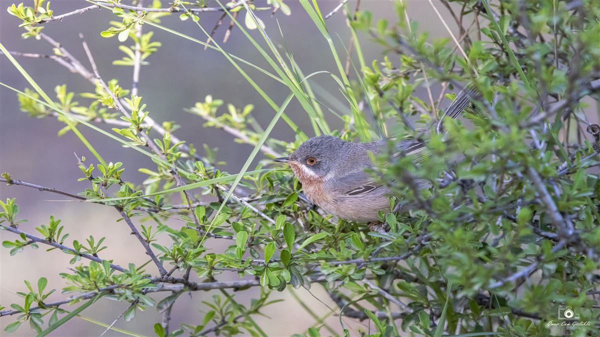 Subalpine Warbler