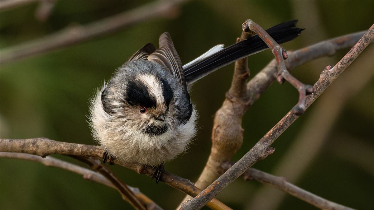 Long-tailed Tit