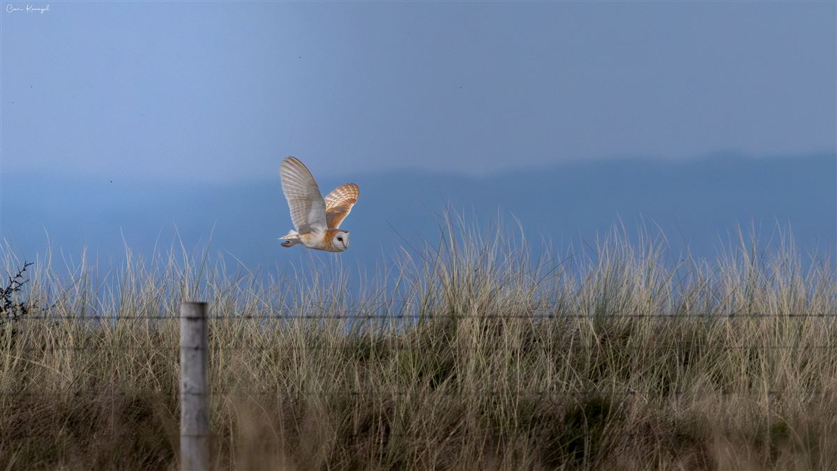 Western Barn Owl