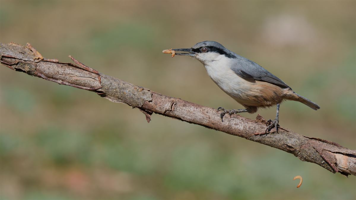 Western Rock Nuthatch