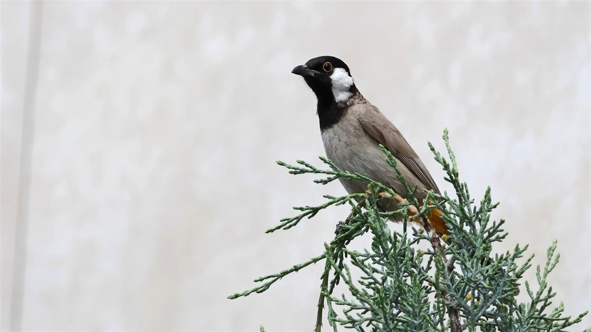 White-eared Bulbul