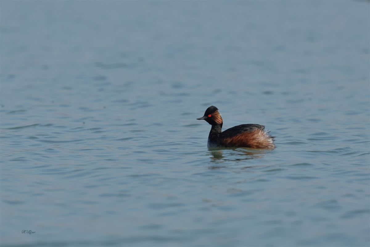 Black-necked Grebe