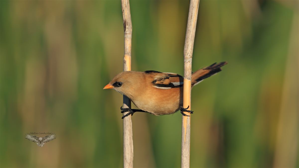 Bearded Reedling