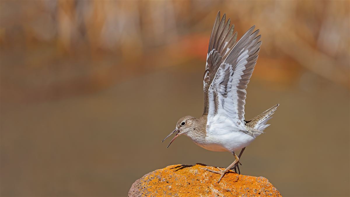 Common Sandpiper