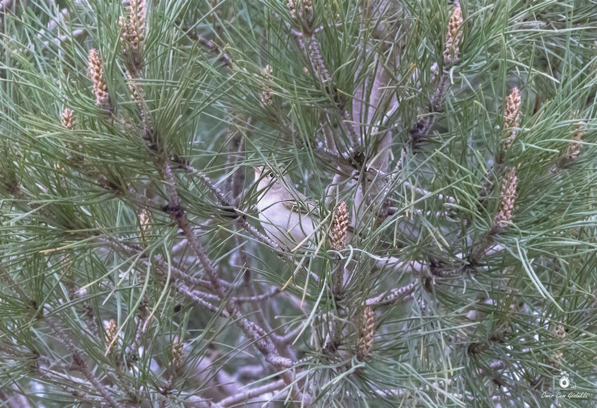 Eastern Bonelli`s Warbler