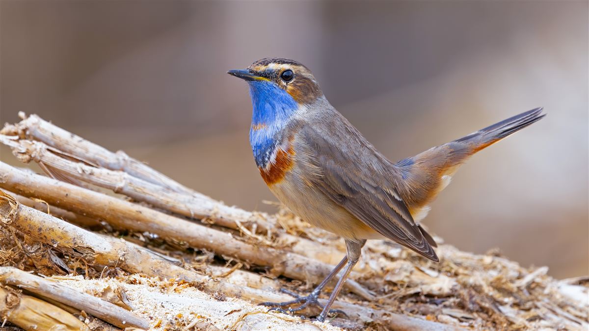 Bluethroat