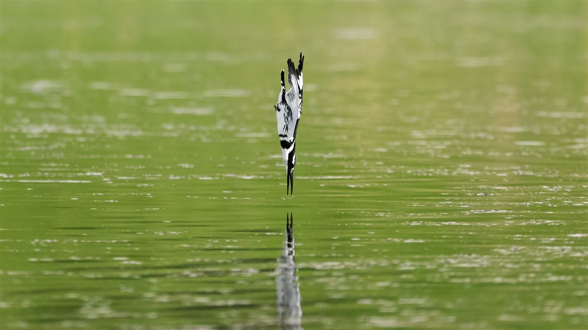 Pied Kingfisher