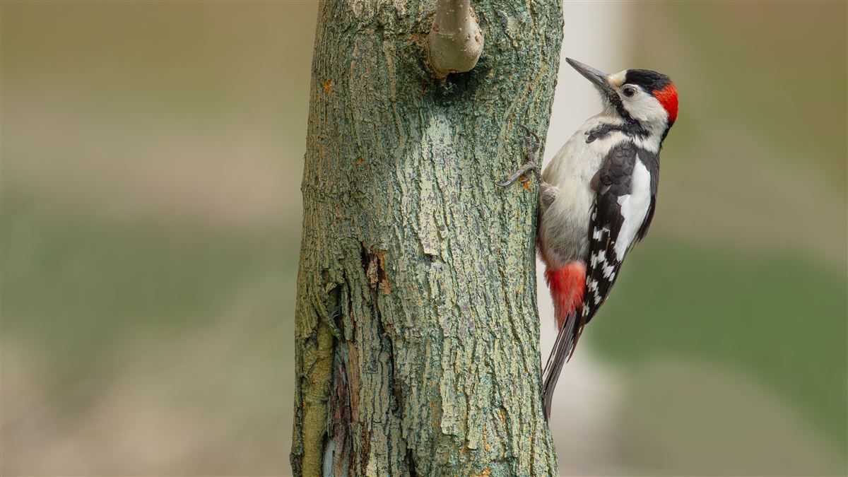 Syrian Woodpecker