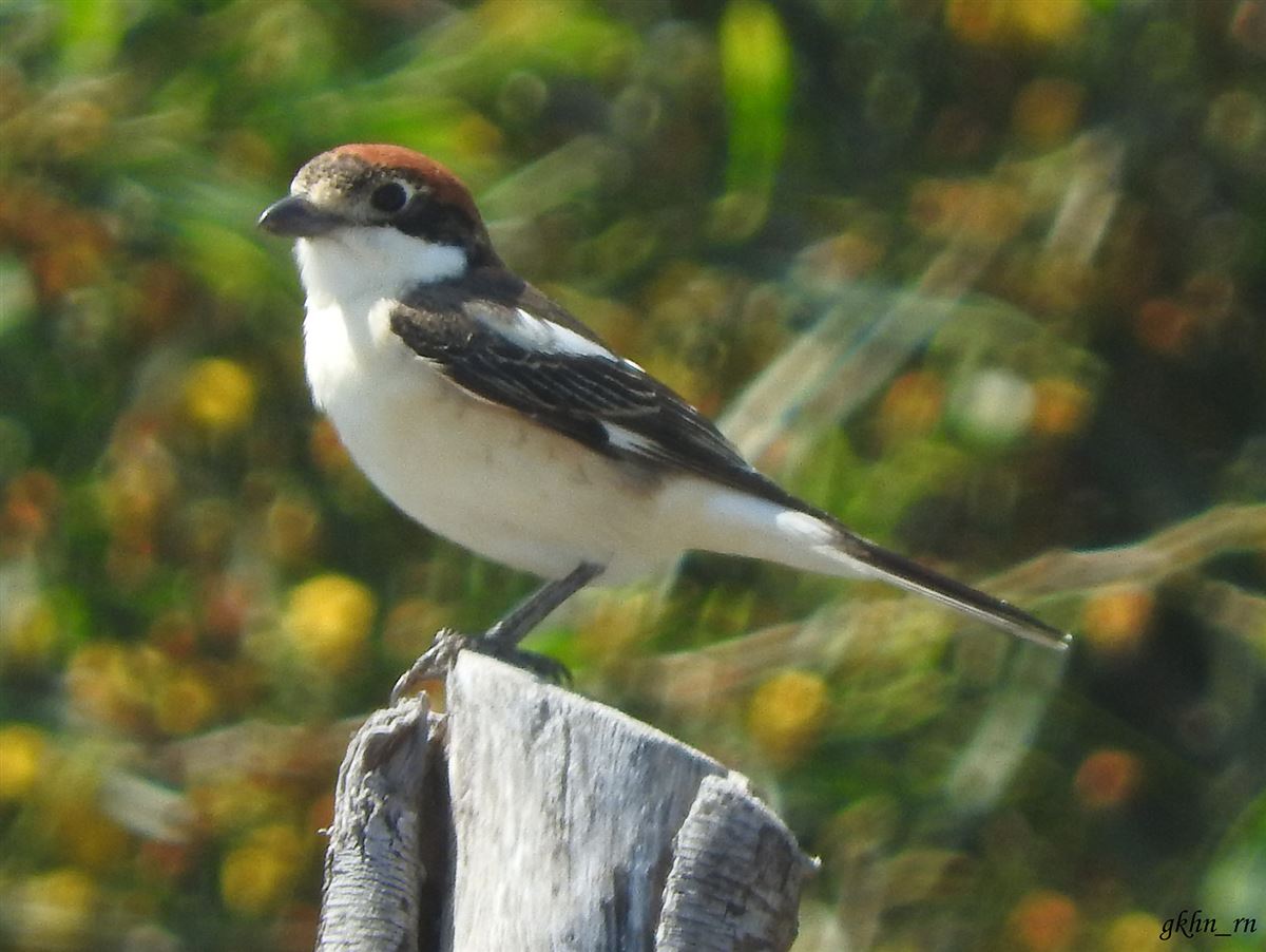 Woodchat Shrike