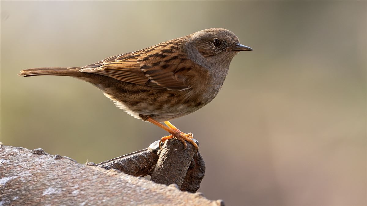 Dunnock