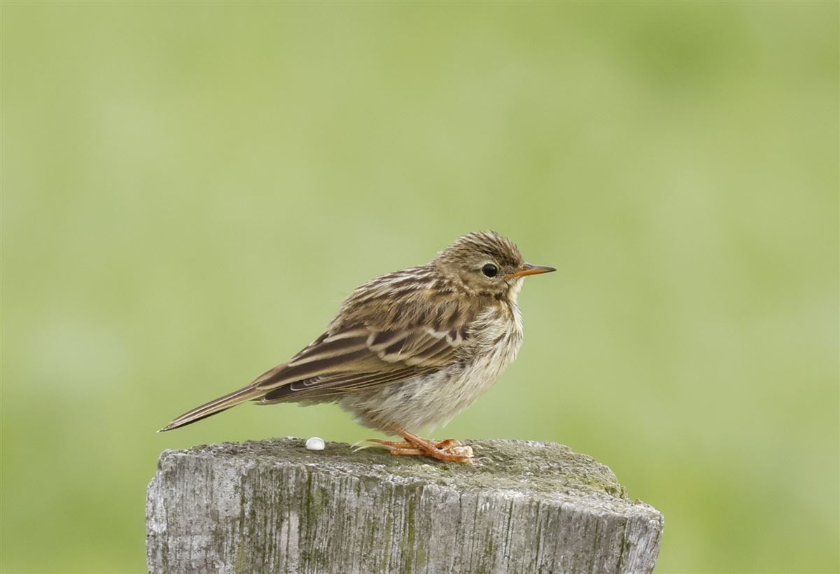Meadow Pipit