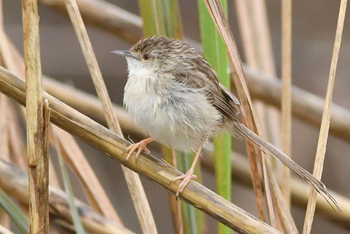 Delicate Prinia
