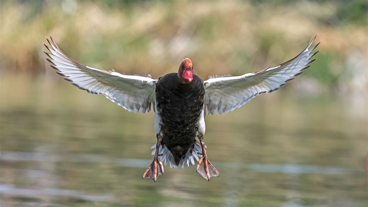 Red-crested Pochard