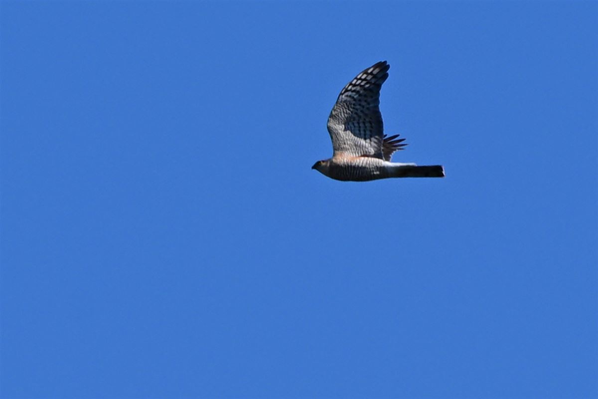 Eurasian Sparrowhawk