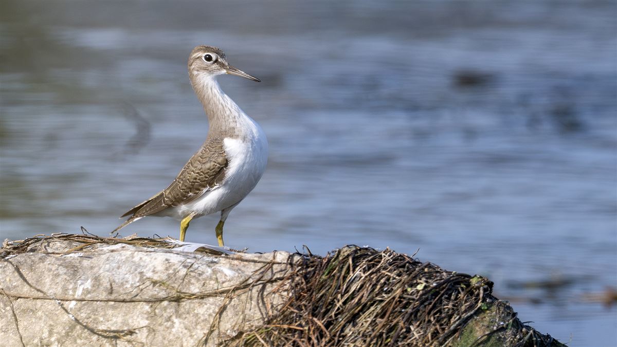 Common Sandpiper