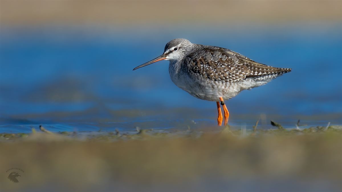 Spotted Redshank