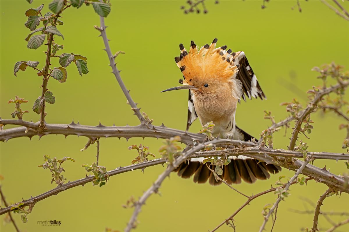 Common Hoopoe