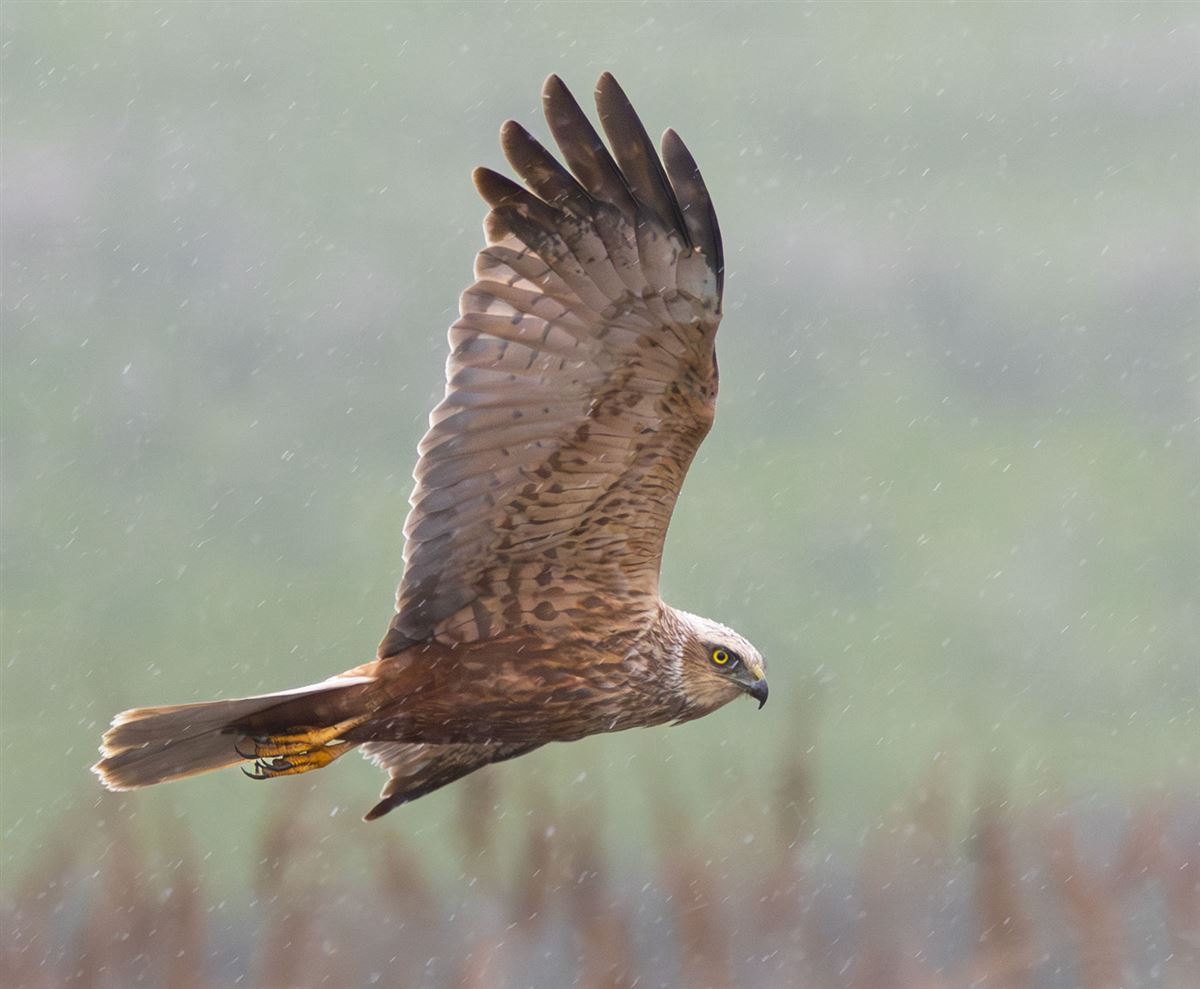 Western Marsh Harrier