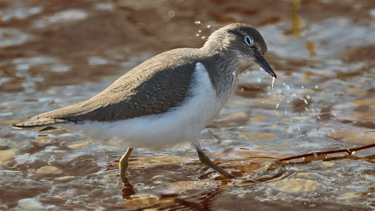 Common Sandpiper