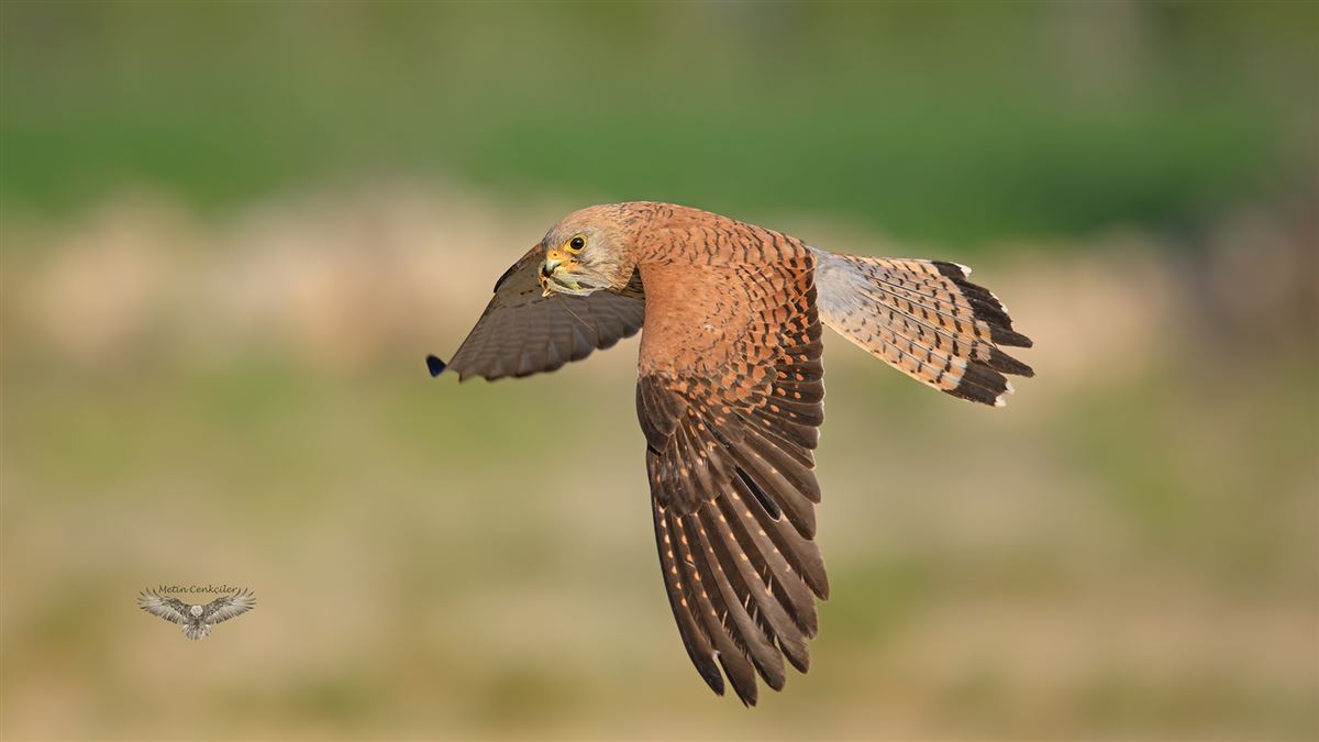Lesser Kestrel