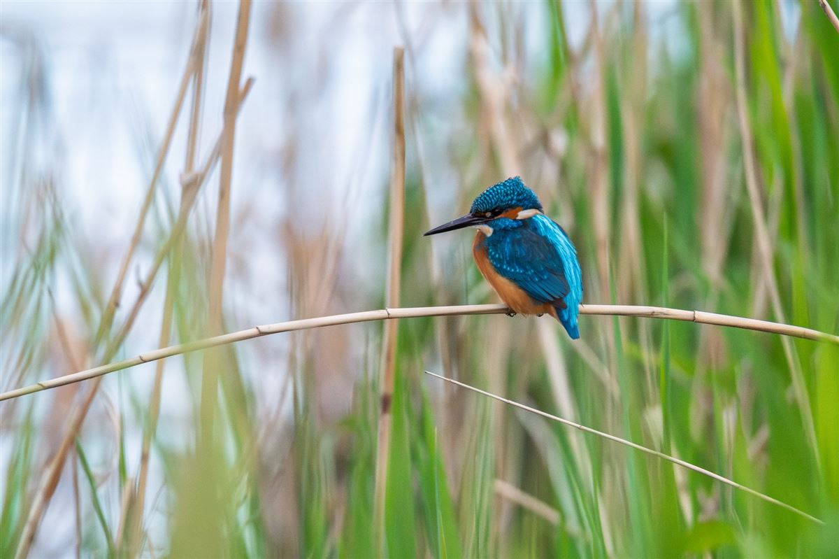 Common Kingfisher