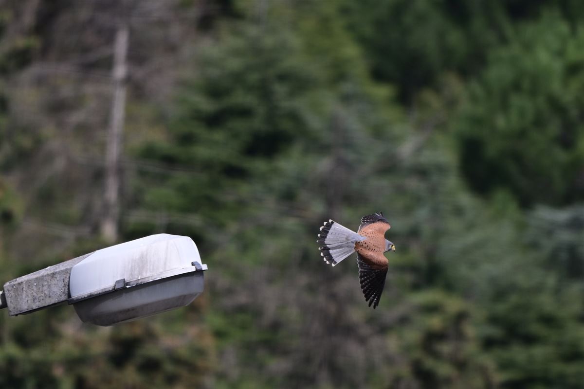 Lesser Kestrel