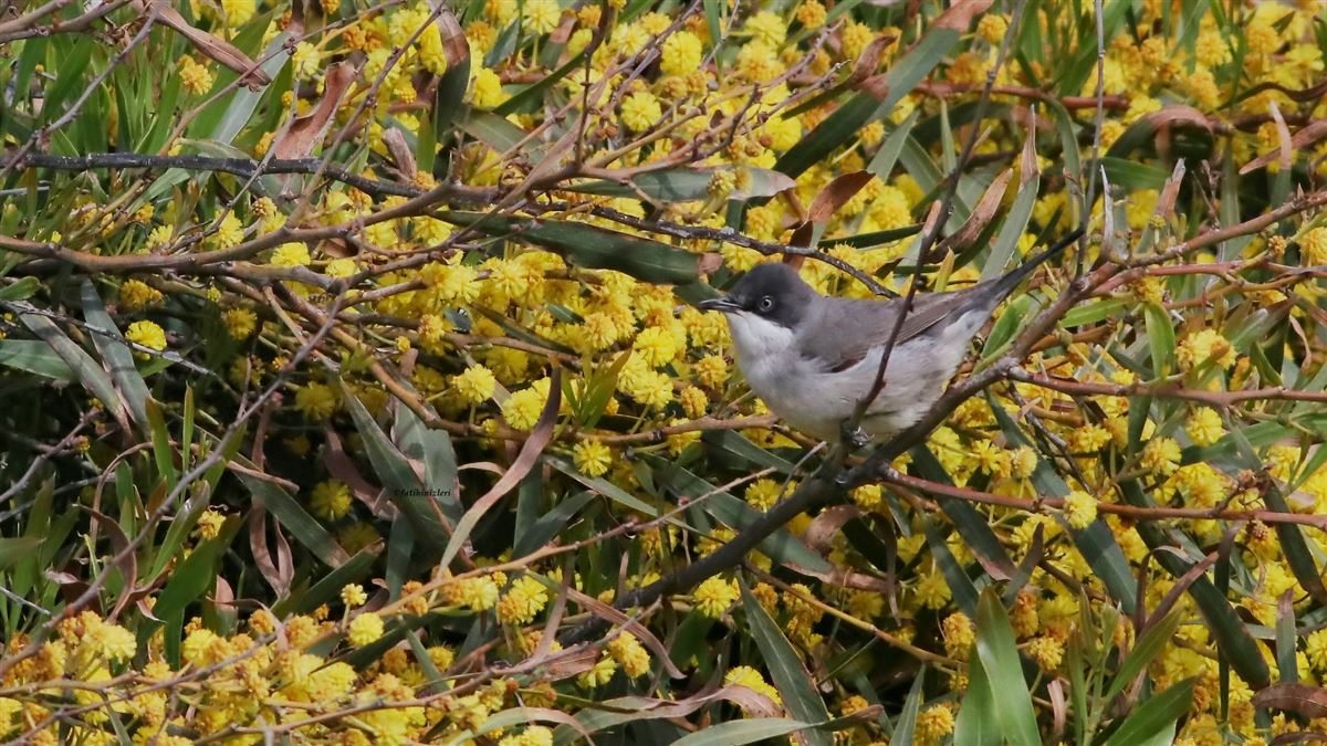 Eastern Orphean Warbler