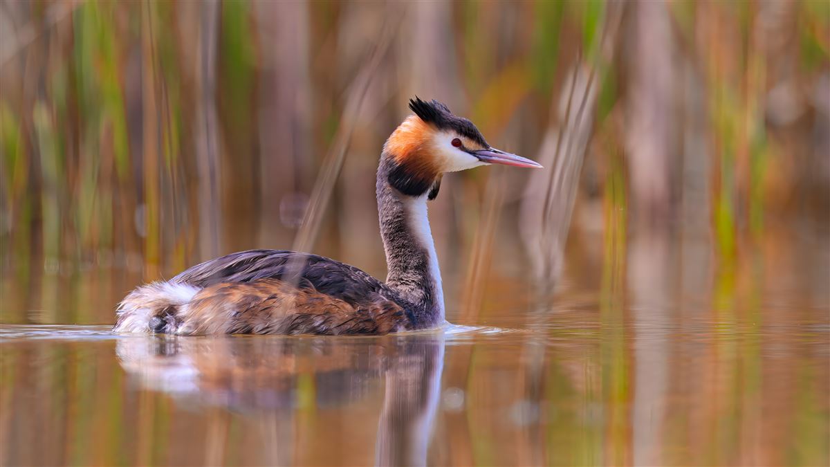 Great Crested Grebe