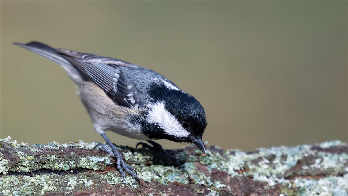 Coal Tit