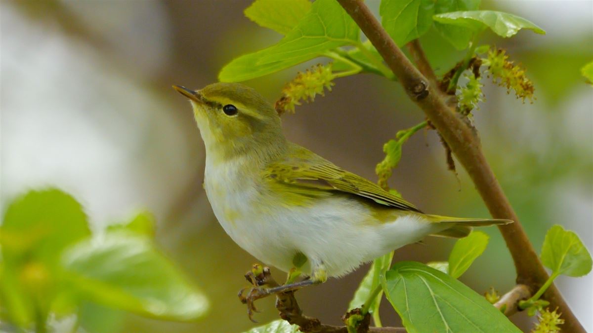 Wood Warbler