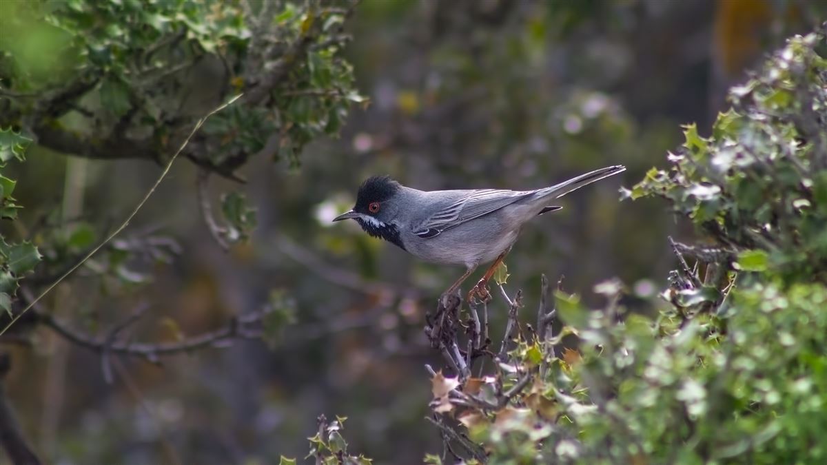 Rüppell`s Warbler