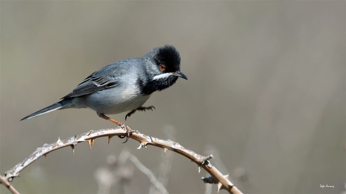 Rüppell`s Warbler