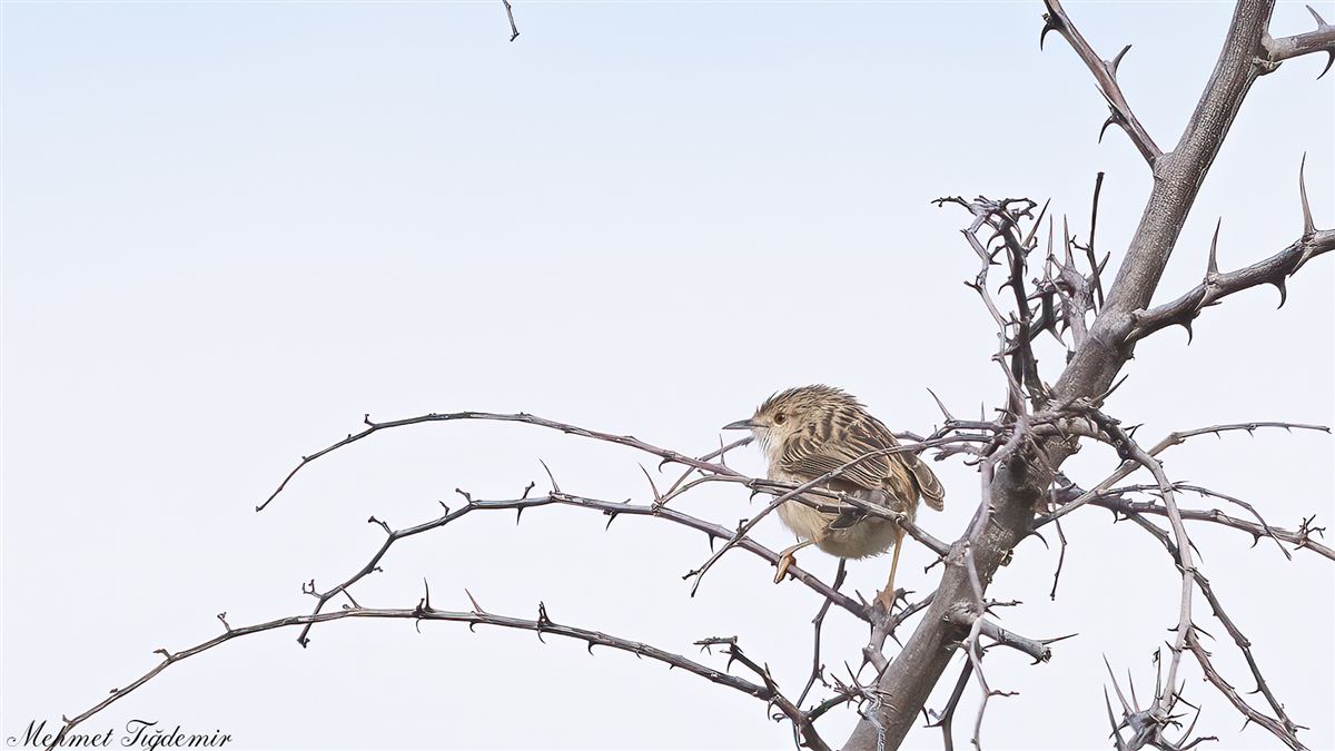 Delicate Prinia