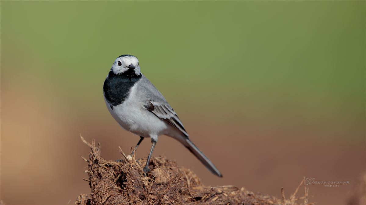 White Wagtail