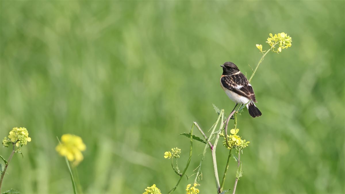 Siberian Stonechat