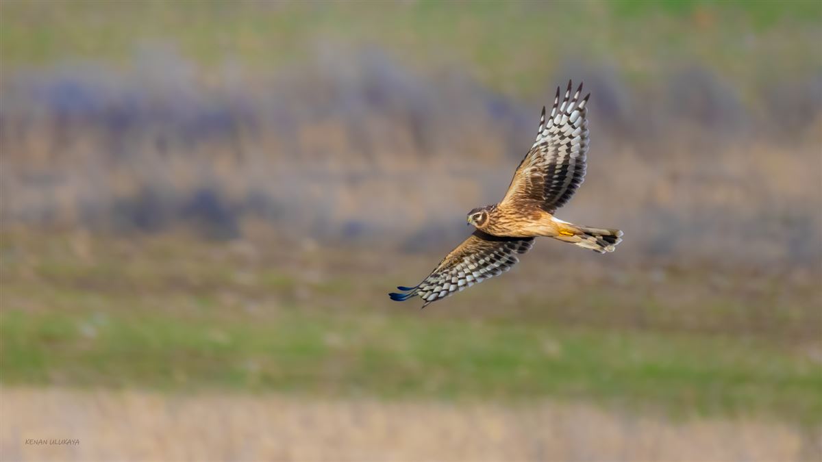 Hen Harrier