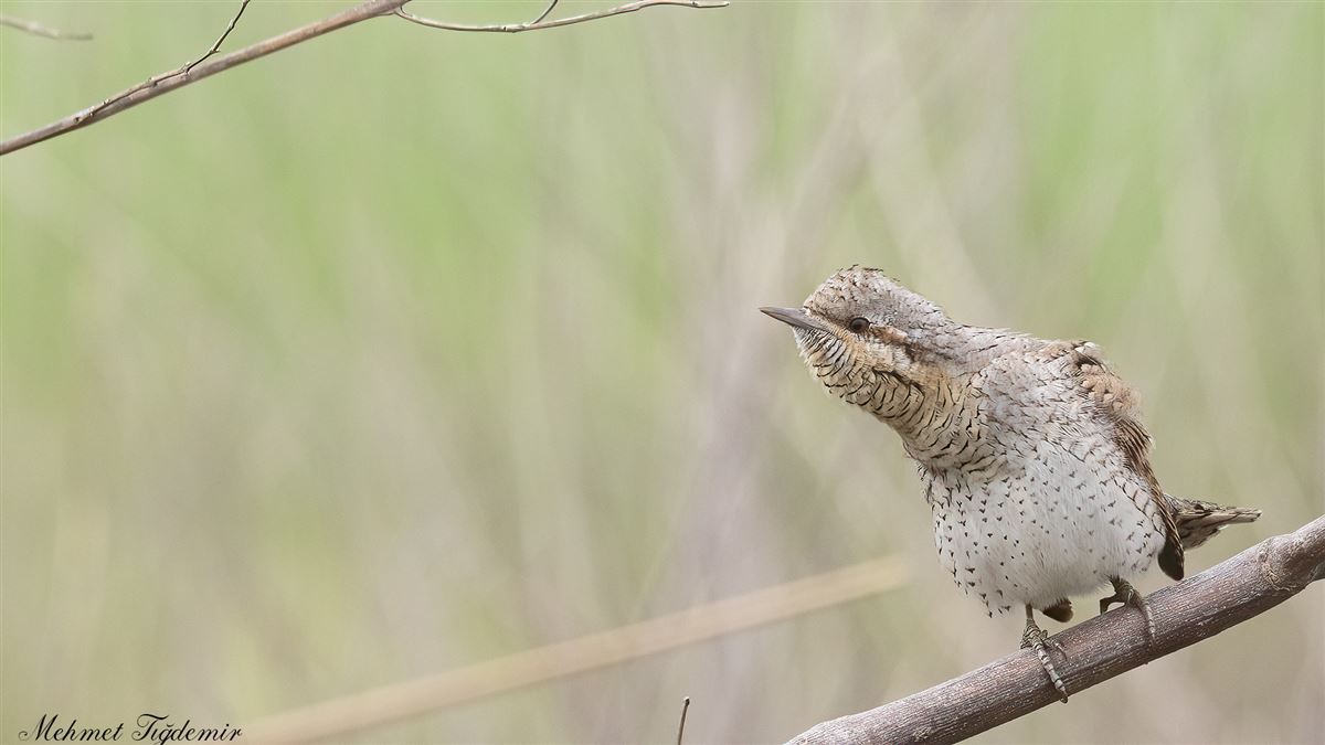 Eurasian Wryneck