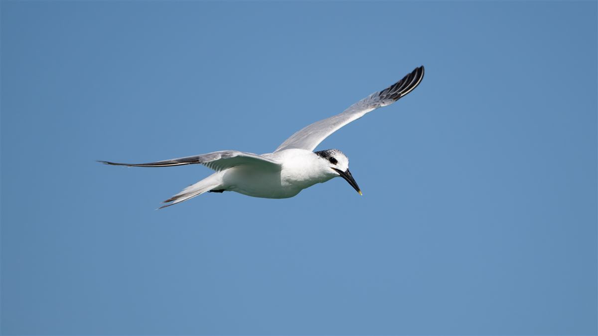 Sandwich Tern