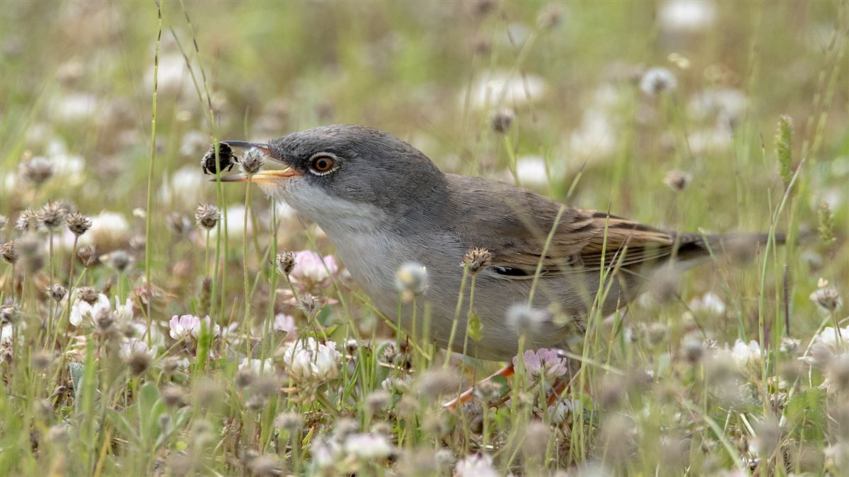 Common Whitethroat
