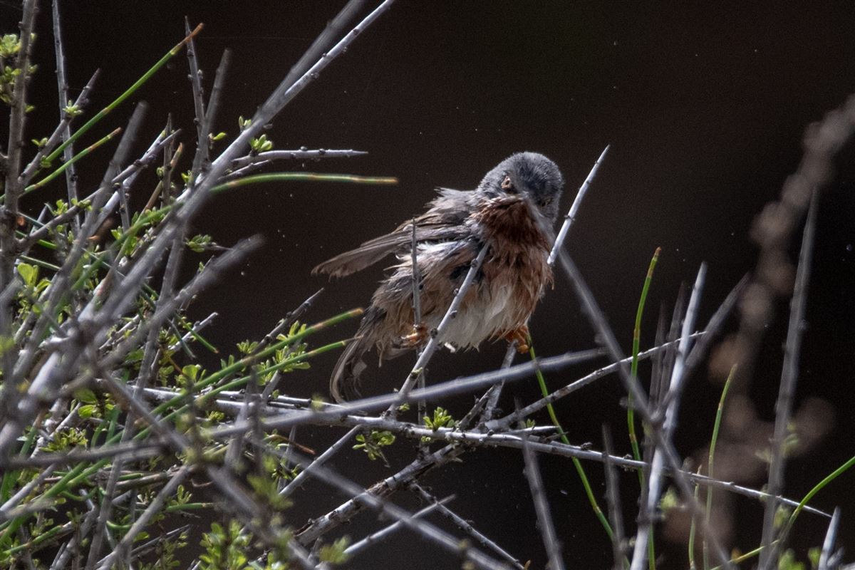Subalpine Warbler